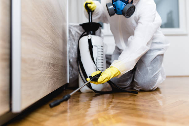 Wasp Removal Services in Napa, CA