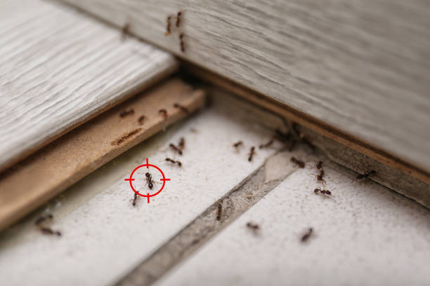Best Local Pest Control Services  in Napa, CA